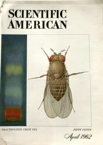 Scientific American