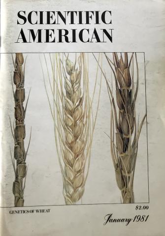 Scientific American