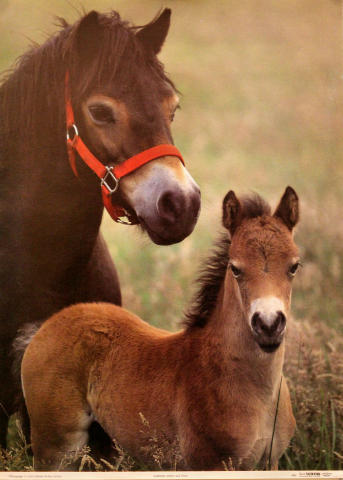 Exmoor Pony and Foal Poster