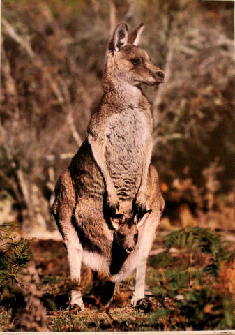 Eastern Grey Kangaroo Poster