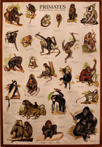 Primates Poster