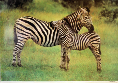 Zebra And Foal Poster