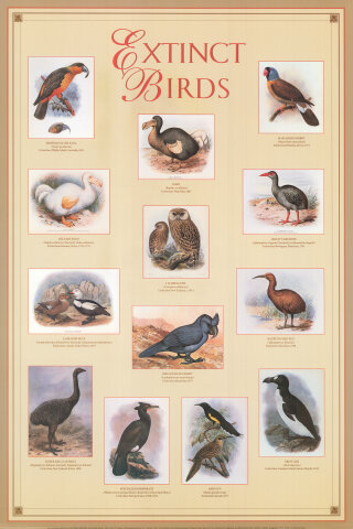 Extinct Birds Poster