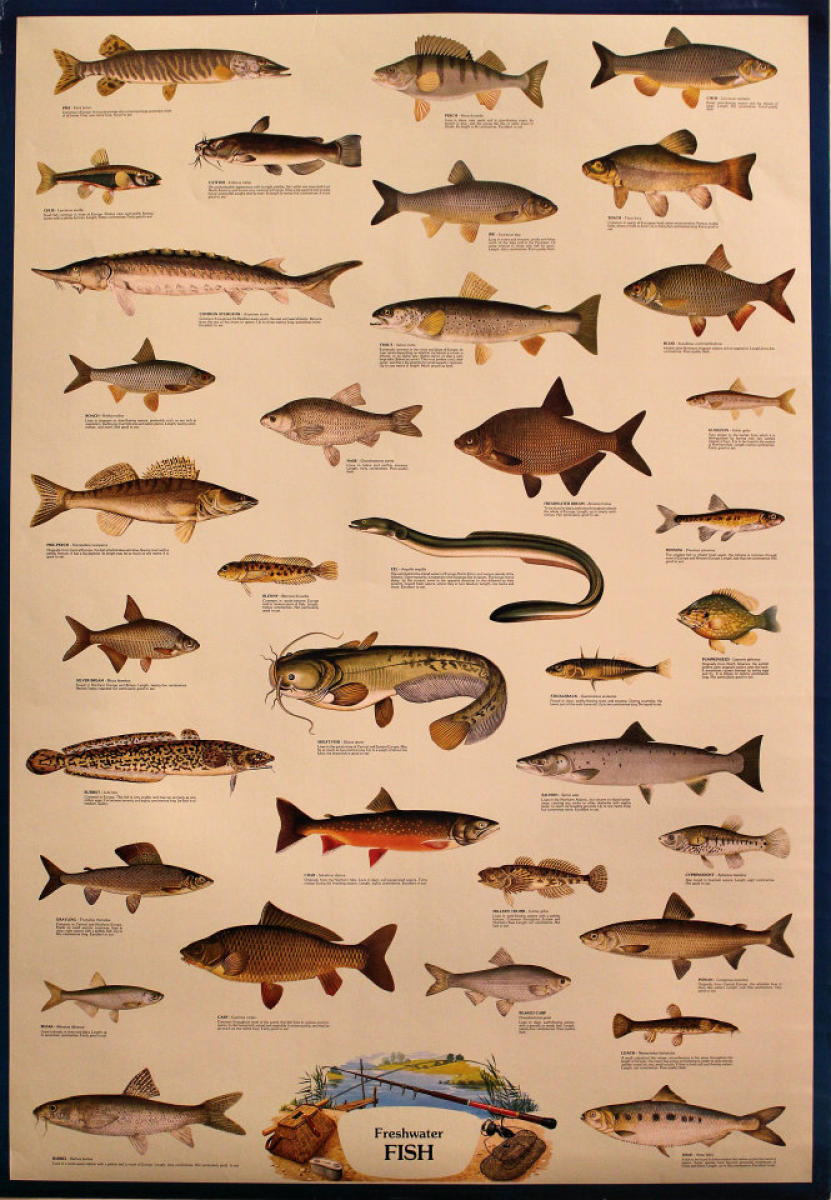 Freshwater Fish Vintage Concert Poster at Wolfgang's